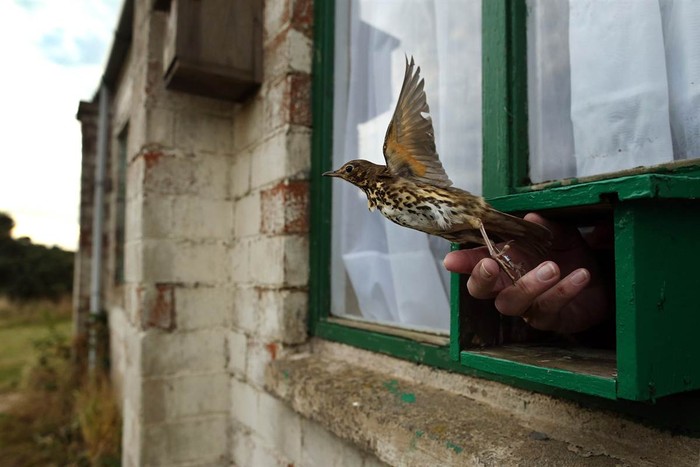 Tình nguyện viên Hội Điểu học Anh Dave Williams thả một chú chim hót được gắn vòng đánh dấu ở Spurn Point, Anh hôm 12/10. Văn phòng Hội Điểu học Anh ở Spurn nghiên cứu về số lượng và hình thức di trú dài hạn các loài chim.